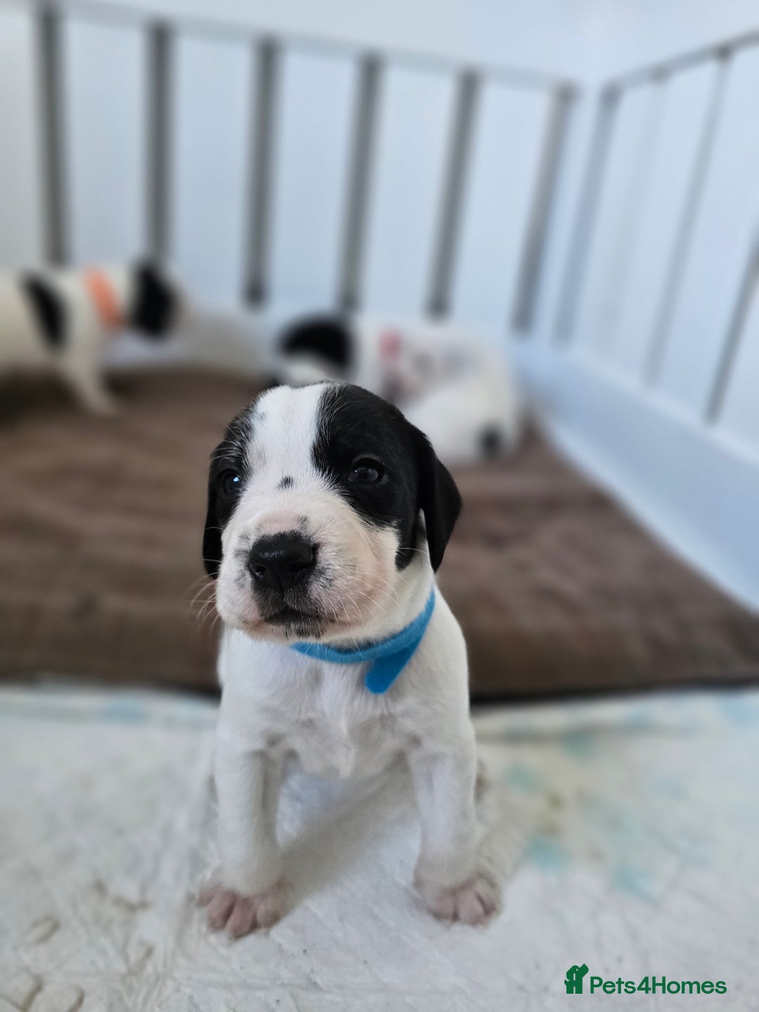 Beagle dogs for sale: BEAGLE X SPANIEL MIX PUPPIES - Image 3