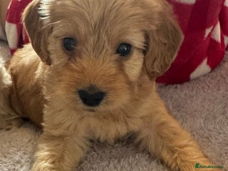 Cockapoo dogs 5 f1 cockerpoo puppies - Advert 17