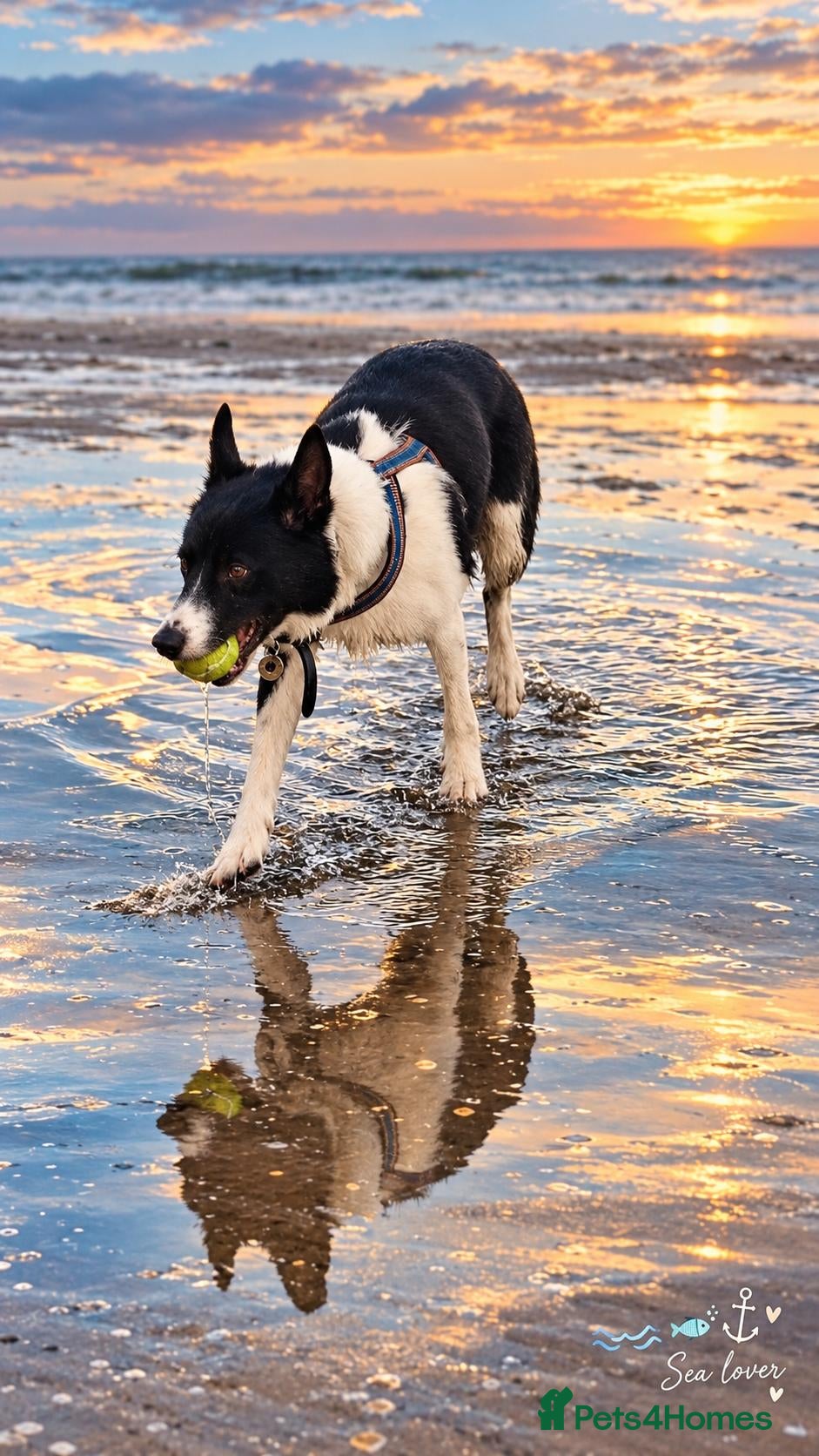 Border Collie dogs KaptainKipper-intelligent,energetic,loving,4Yrs♂️  - Advert 2