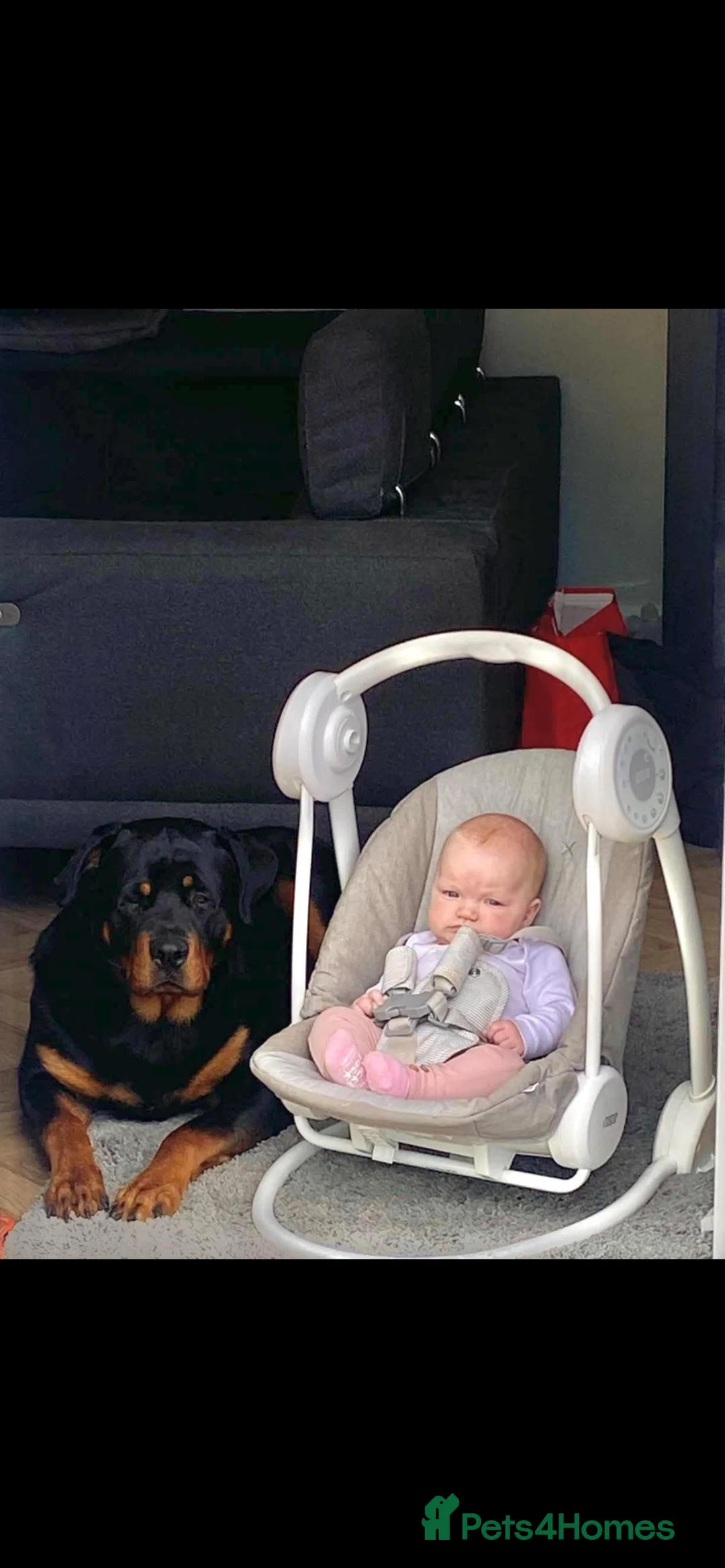 Rottweiler dogs for stud: Rottweiler available for stud - Advert 2