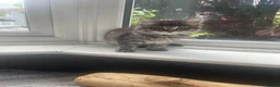 Mixed Breed cats for sale: Two grey one grey and black - Advert 10