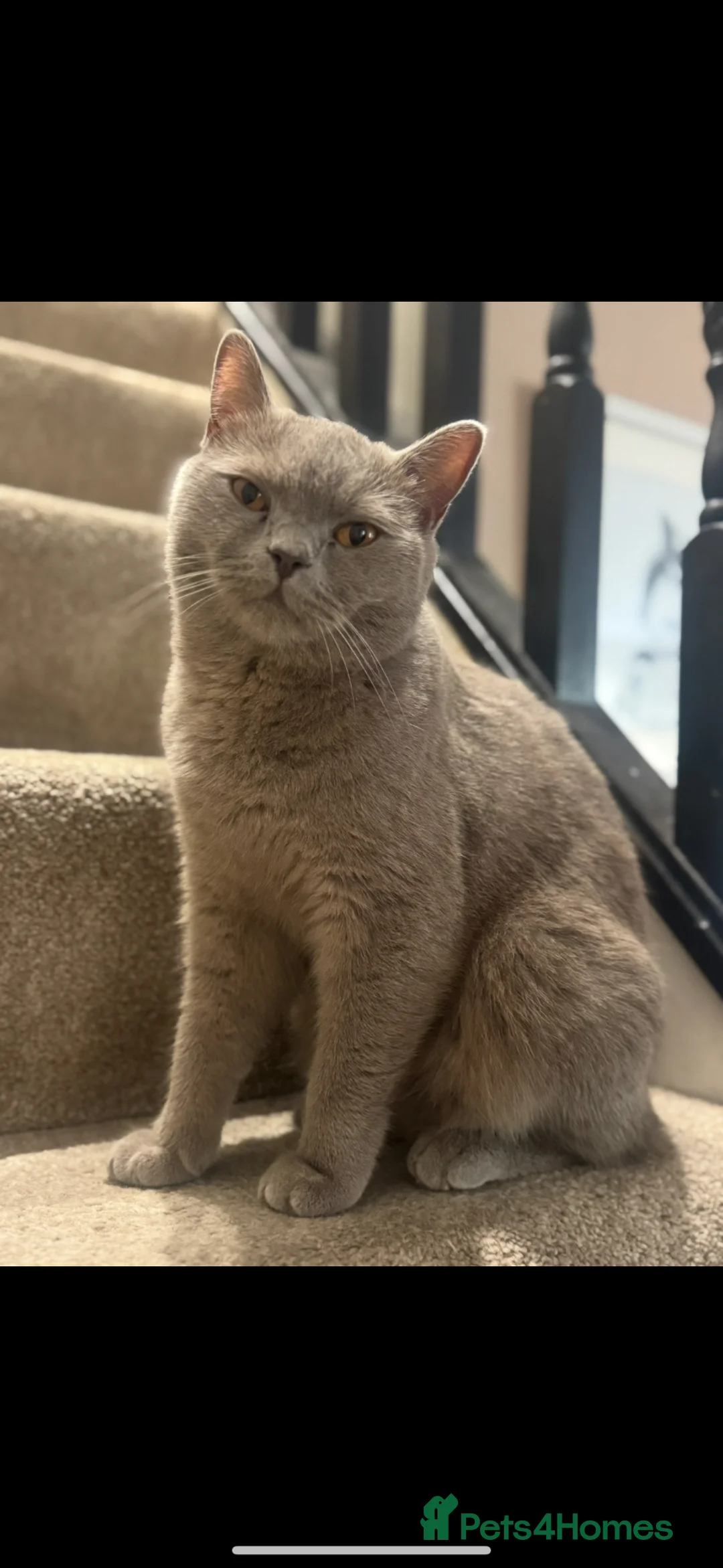 British Shorthair cats for sale: Beautiful boy teddy  in Burntwood - Advert 1