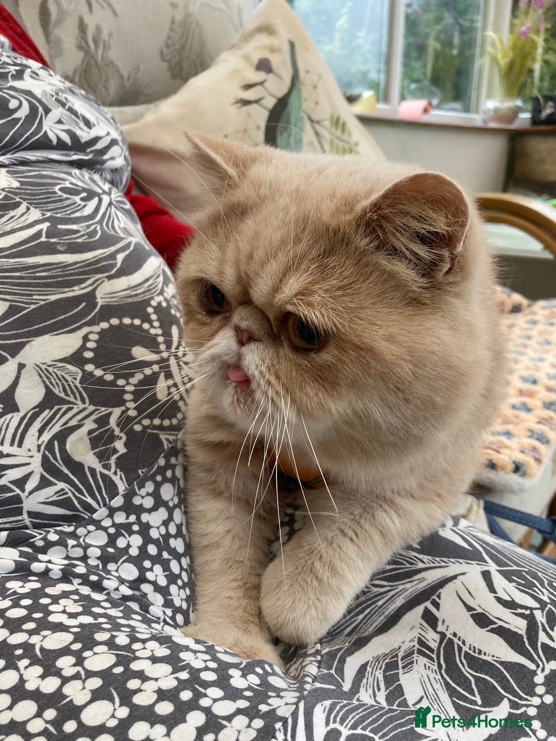 Exotic cats for sale: Exotic pedigree kittens  - Image 29