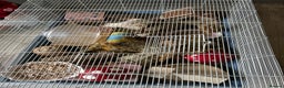 Hamster rodents for sale: Robin hamster with 100x50x50cm cage - Advert 3