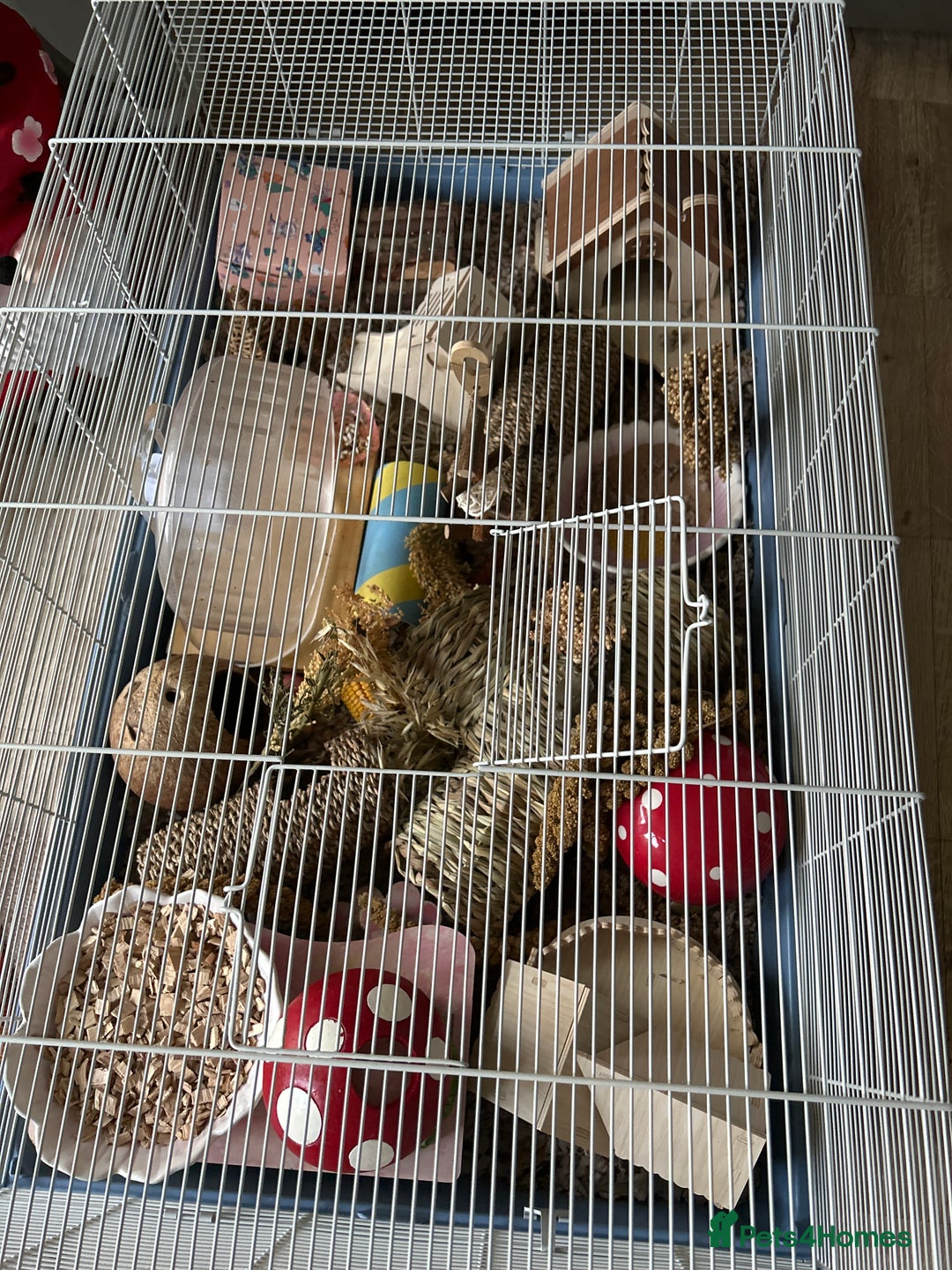 Hamster rodents for sale: Robin hamster with 100x50x50cm cage - Advert 3