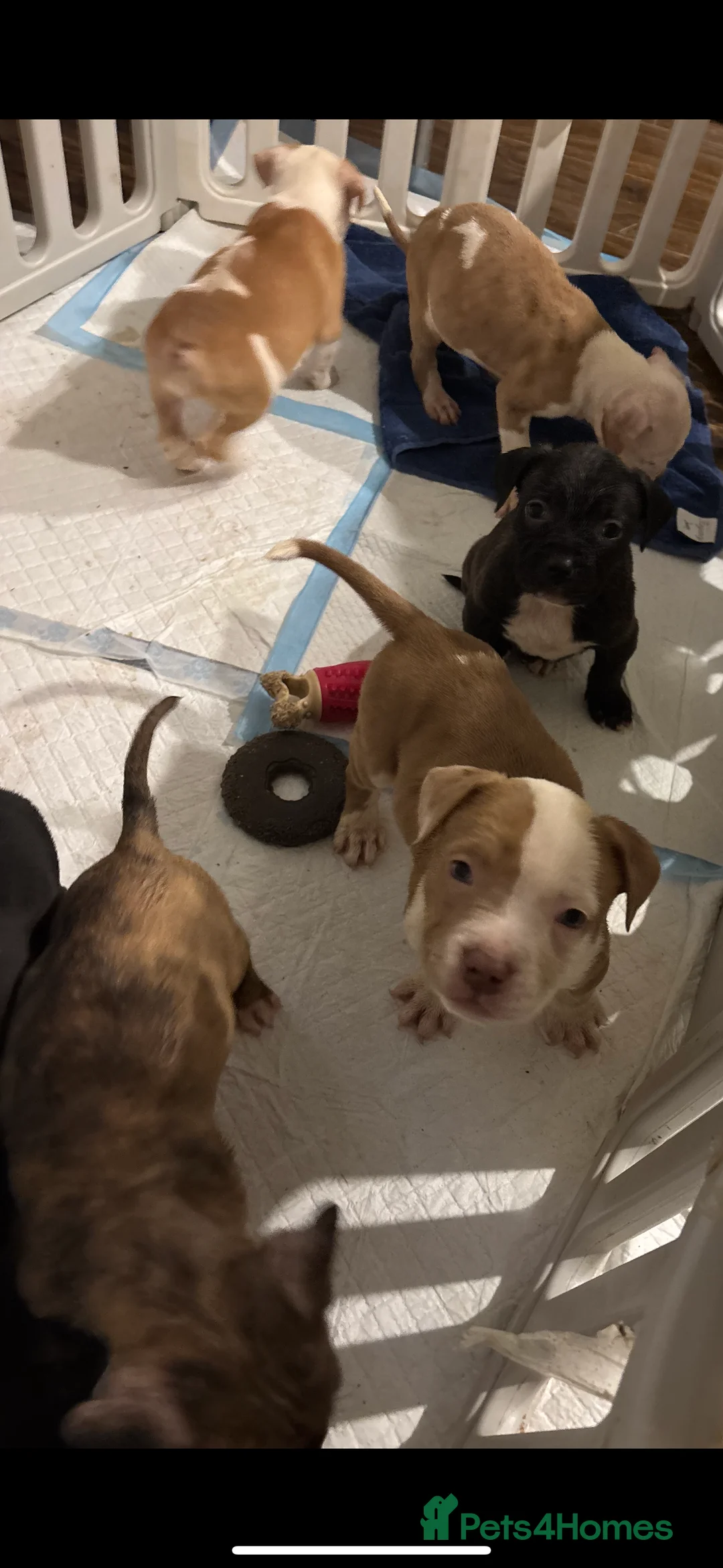 Mixed Breed dogs for sale: French mastiff cross pocket bully’s  - Advert 4