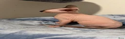 Sphynx cats for sale: Beautiful Male Sphynx Kitten – Ready Now  - Advert 5