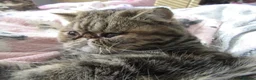 Exotic cats for sale: Beautiful Exotic female kittens Ready Now - Advert 19