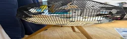Budgerigars birds for sale: 2 budgies and Omlet cage for sale - Advert 7