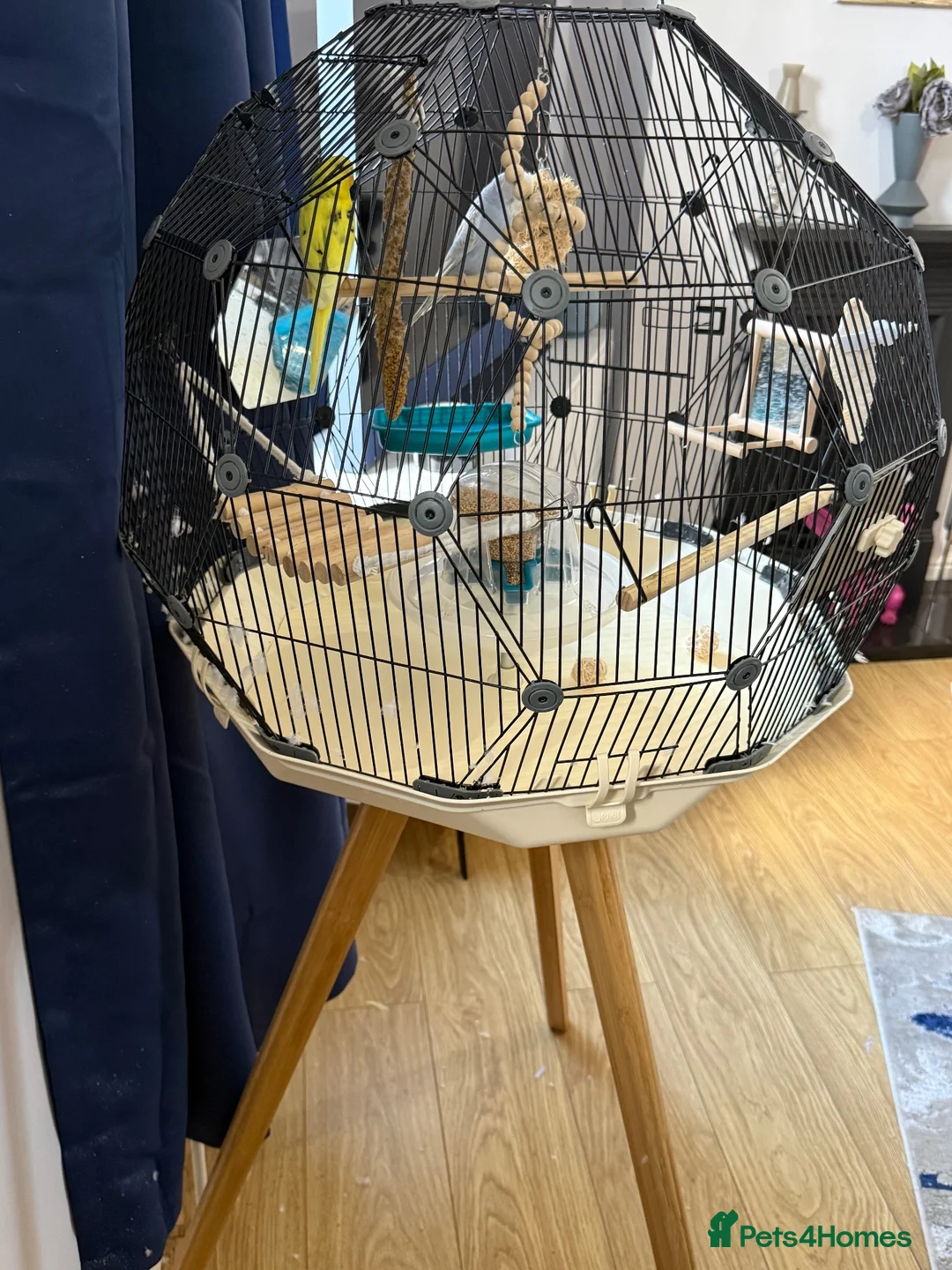 Budgerigars birds for sale: 2 budgies and Omlet cage for sale - Advert 7