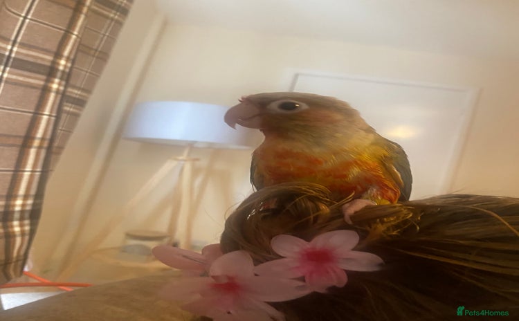 Conures birds Conure parrot  - Advert 1