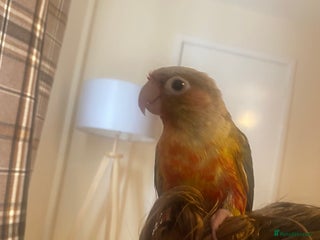 Conures birds Conure parrot - Advert 1