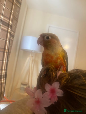 Conures birds Conure parrot - Advert 8