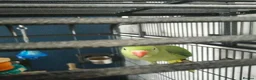 Parakeets birds for sale: Indian ring neck parrot  - Advert 5