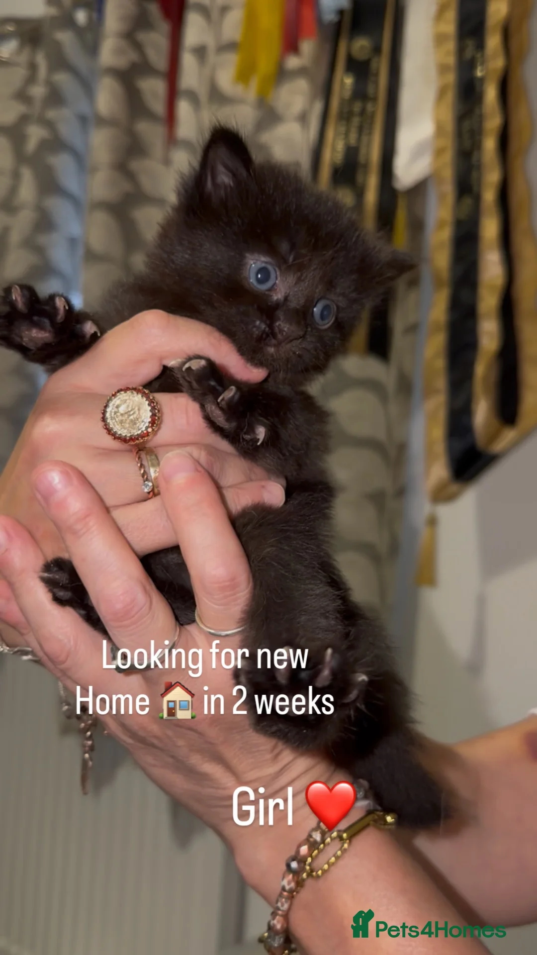 British Shorthair cats for sale: 2 gorgeous kittens left for new 🏡 - Advert 1