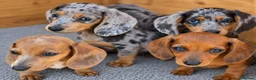 Dachshund dogs for sale: Healthy Dachshunds - Advert 1