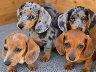 Dachshund dogs Healthy Dachshunds - Advert 2