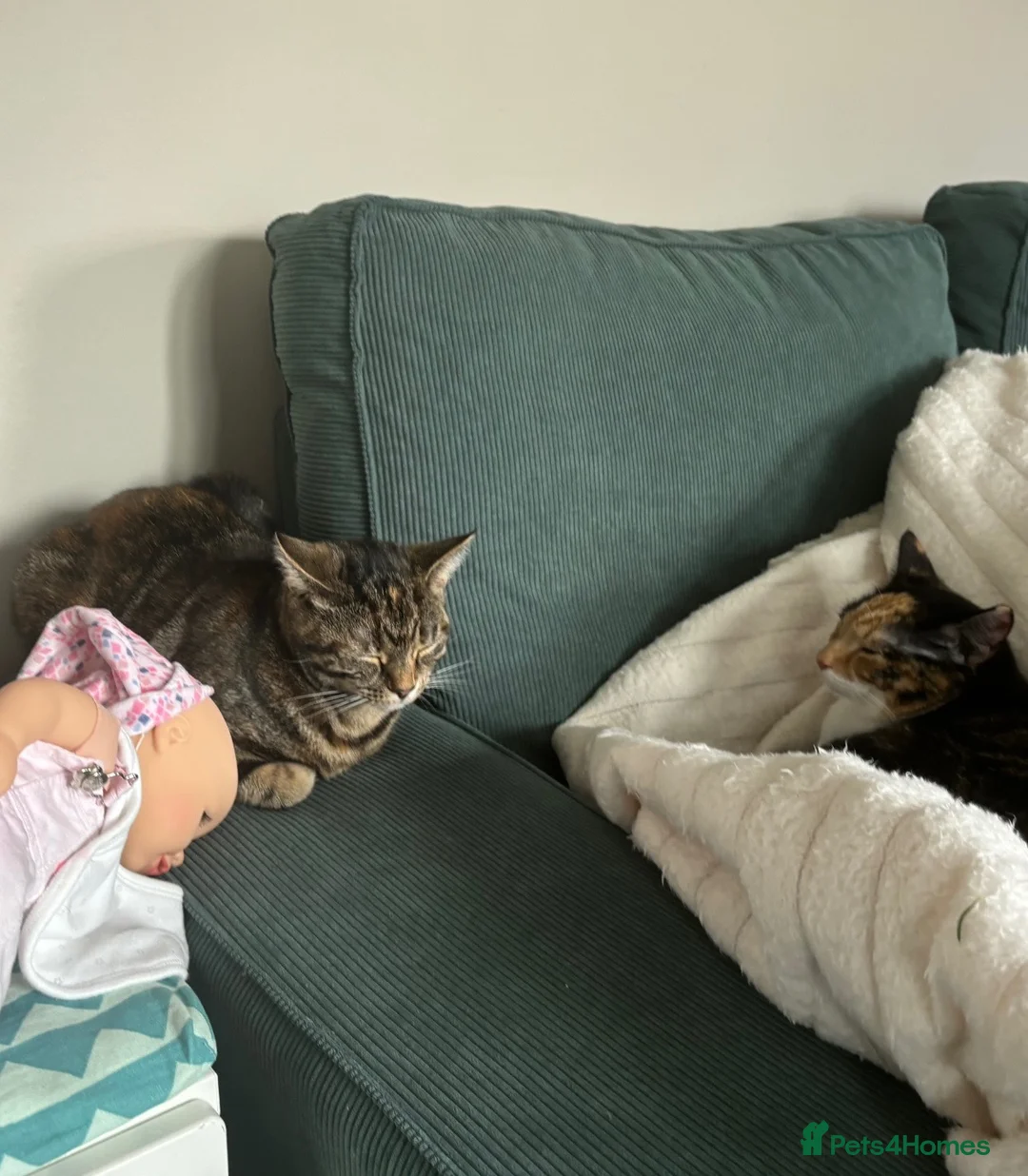 Mixed Breed cats for sale: 2 Sweet Girls - to go as a pair  in Worthing - Advert 7