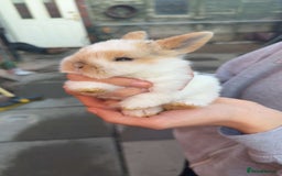Mini Lion Lop rabbits for sale: Baby lion lops for sale  - Image 5