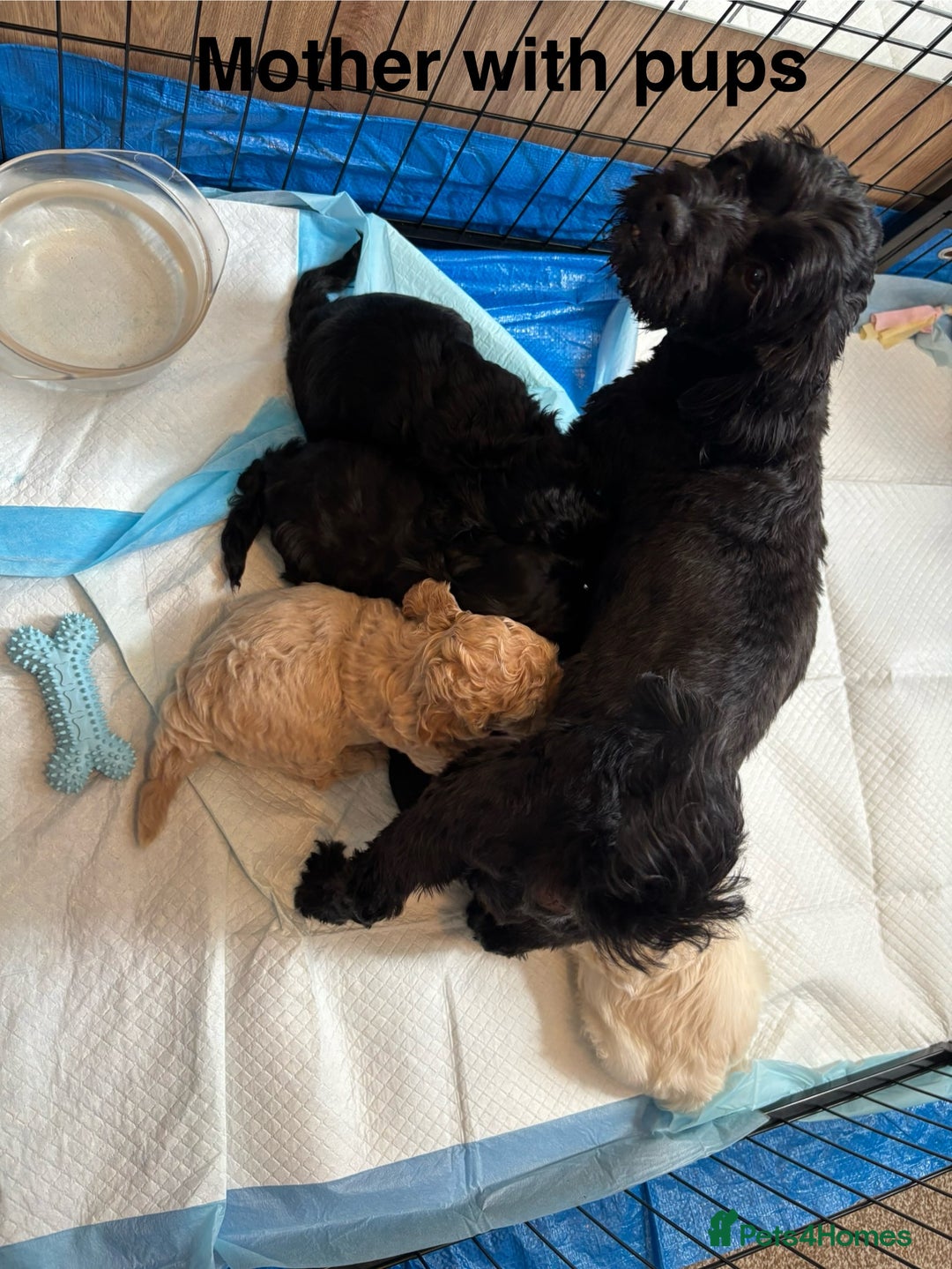 Mixed Breed dogs for sale: 2 handsome boys left - ready to leave now. - Image 3