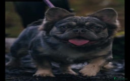 French Bulldog dogs for sale: fluffy frenchie  - Image 6
