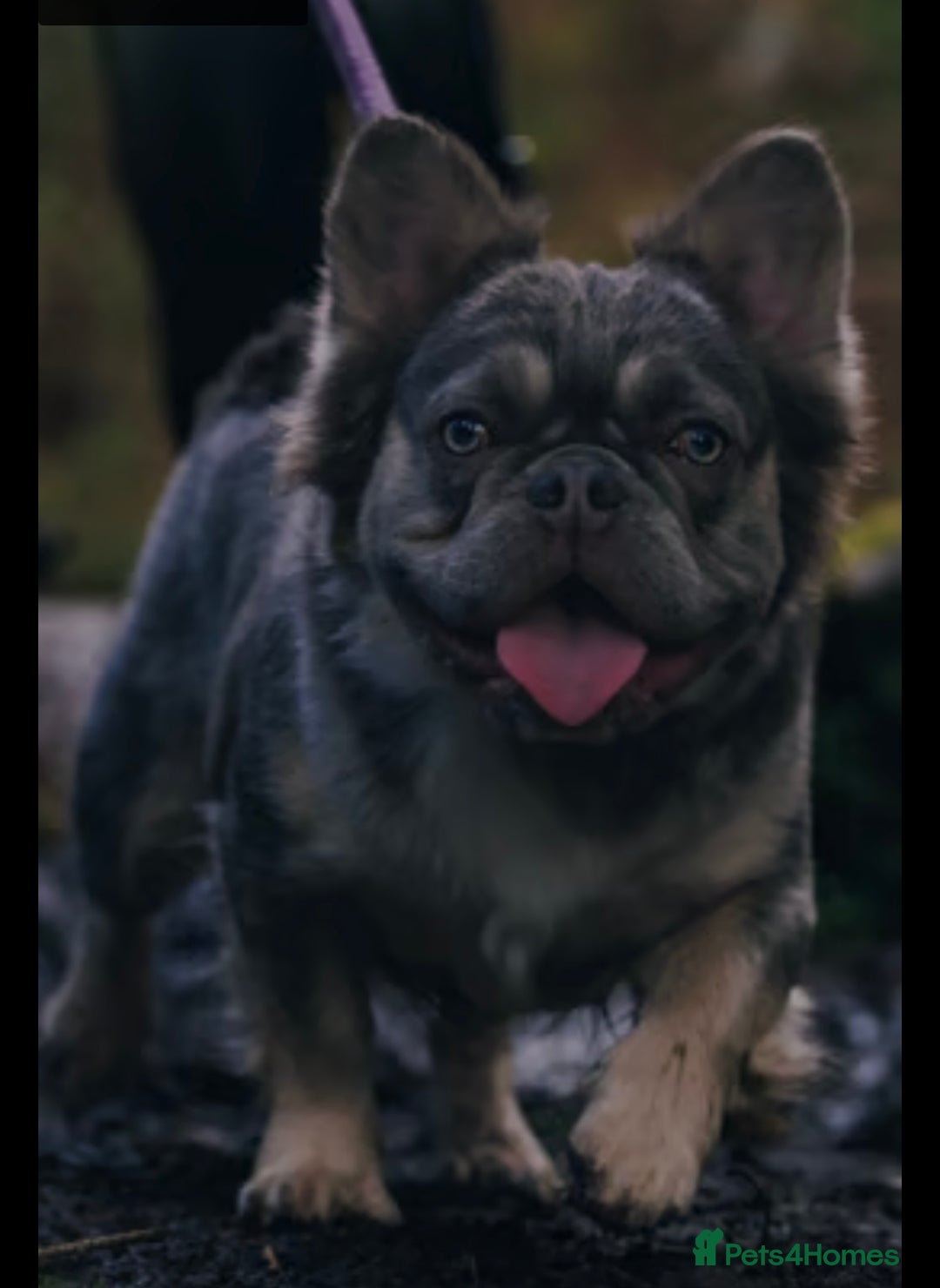 French Bulldog dogs for sale: fluffy frenchie  - Image 6