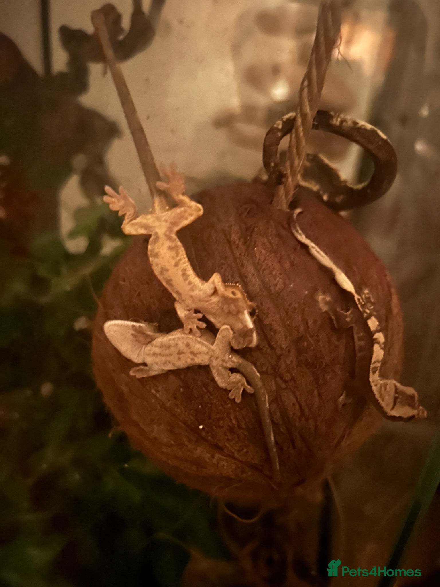 Gecko reptiles Baby Geckos - Advert 1