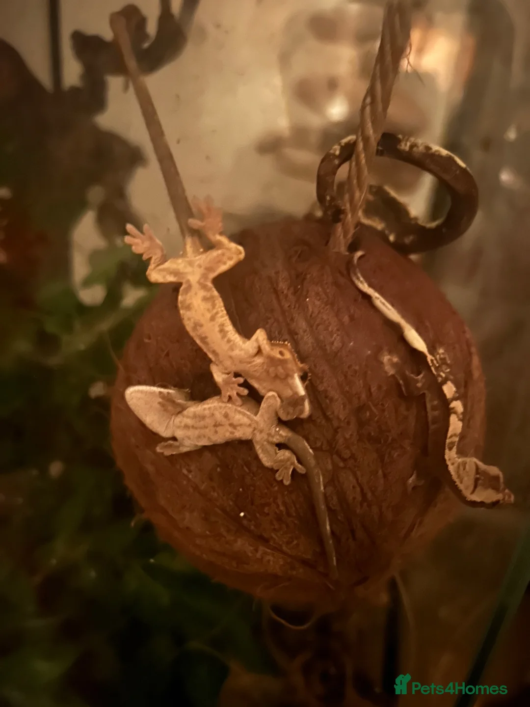 Gecko reptiles for sale: Baby Geckos - Advert 1