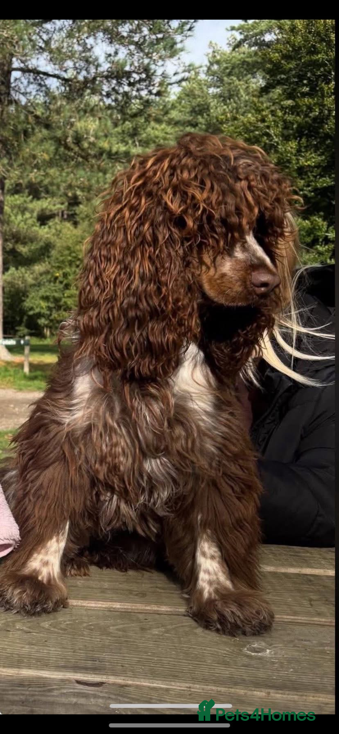 Cocker Spaniel dogs for sale: Cocker spaniels  - Advert 21