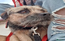 Border Terrier dogs for stud: Border Terrier for Stud - Image 5