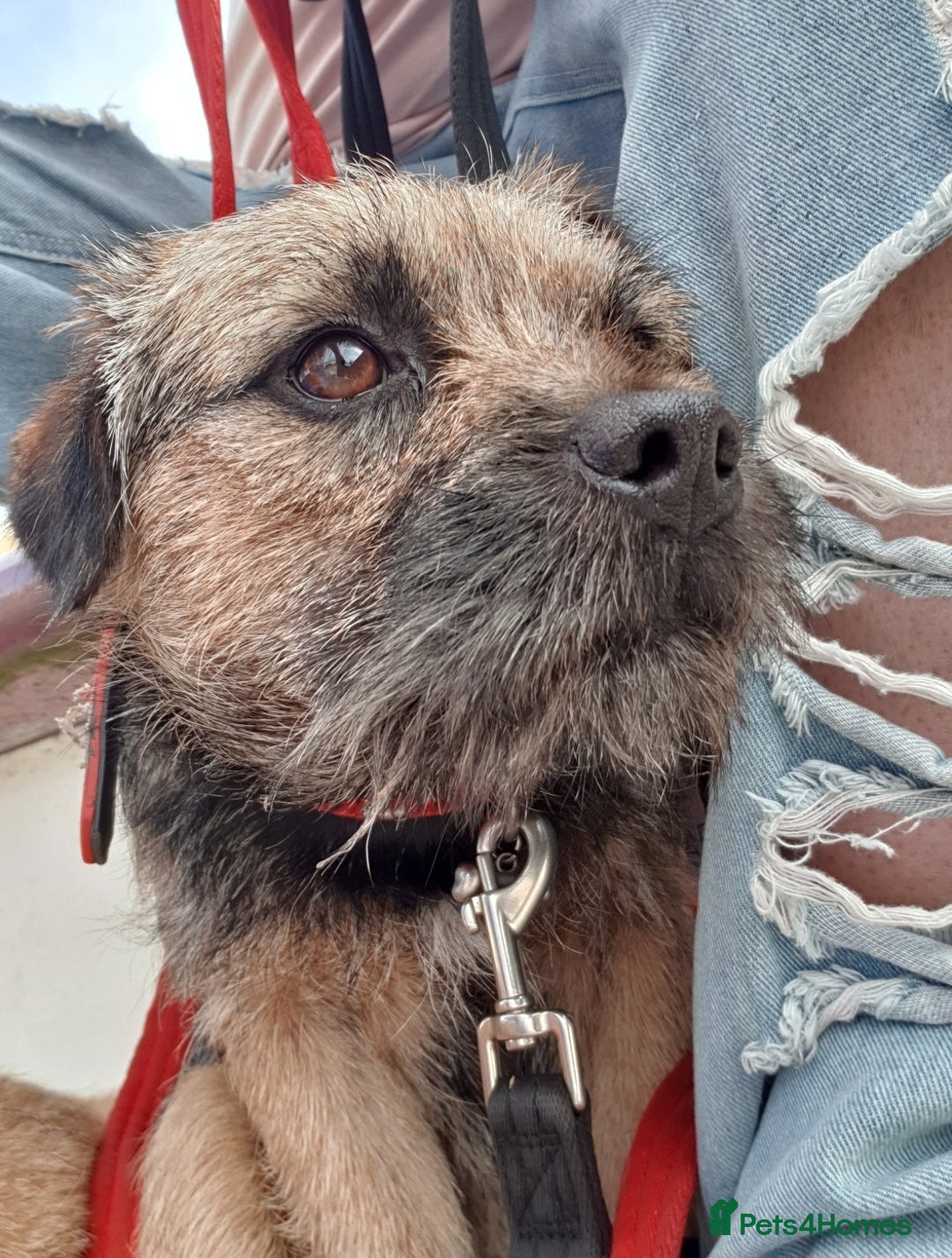 Border Terrier dogs for stud: Border Terrier for Stud - Image 5