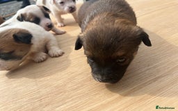 Mixed Breed dogs for sale: Chihuahua and Jack Russell mix puppies - Image 13
