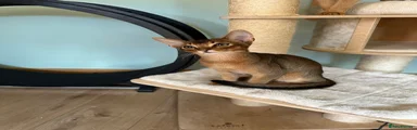 Abyssinian Kitten 1