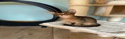 Abyssinian cats for sale: Last one boy ready to go🌟 - Advert 21
