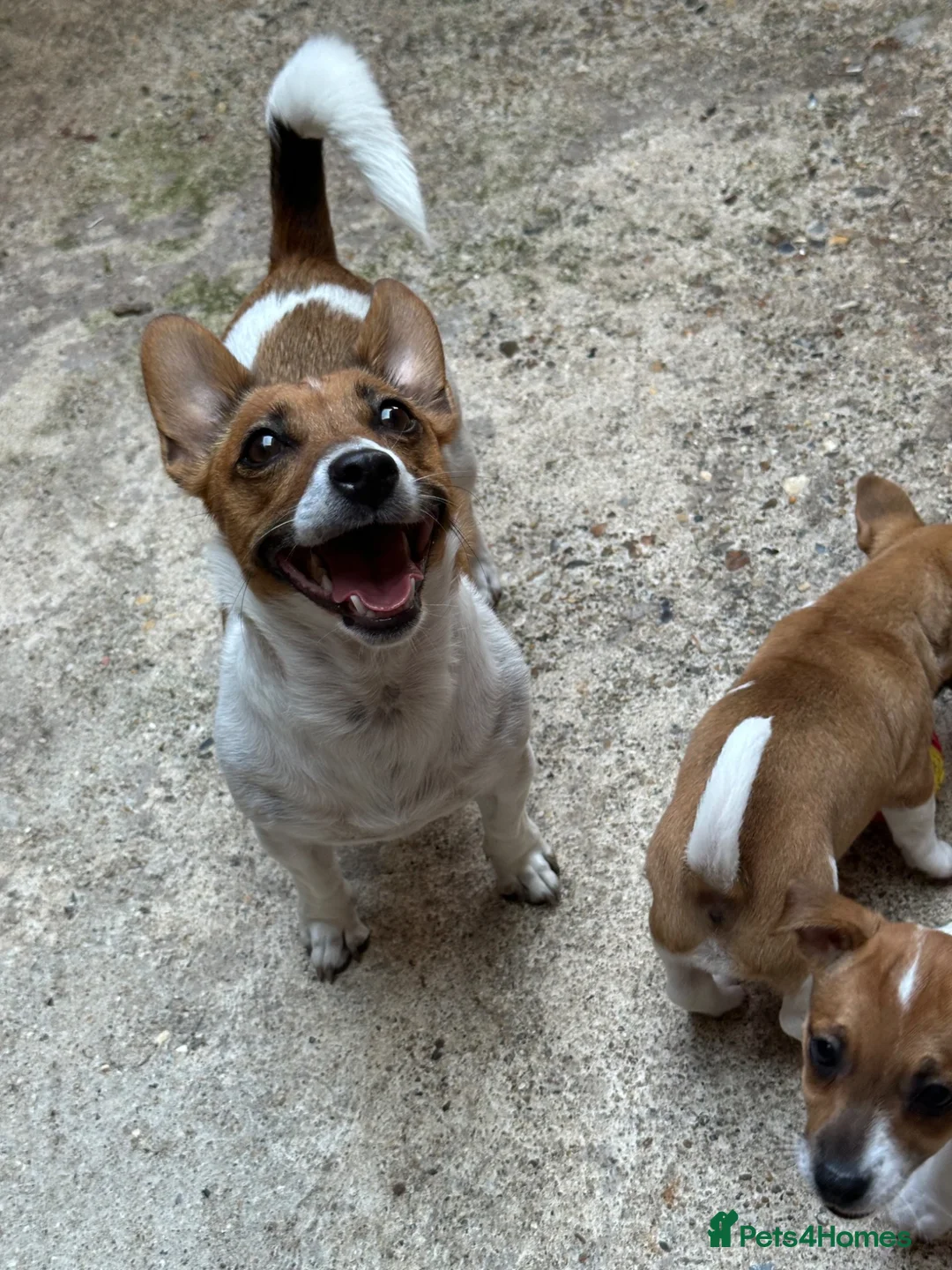 Jack Russell dogs for sale: Short Leg Jack Russell Terrier Puppies  - Advert 2