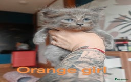 Ragcoon cats for sale: Amazing ragcoon kittens looking for lovely home  - Image 21