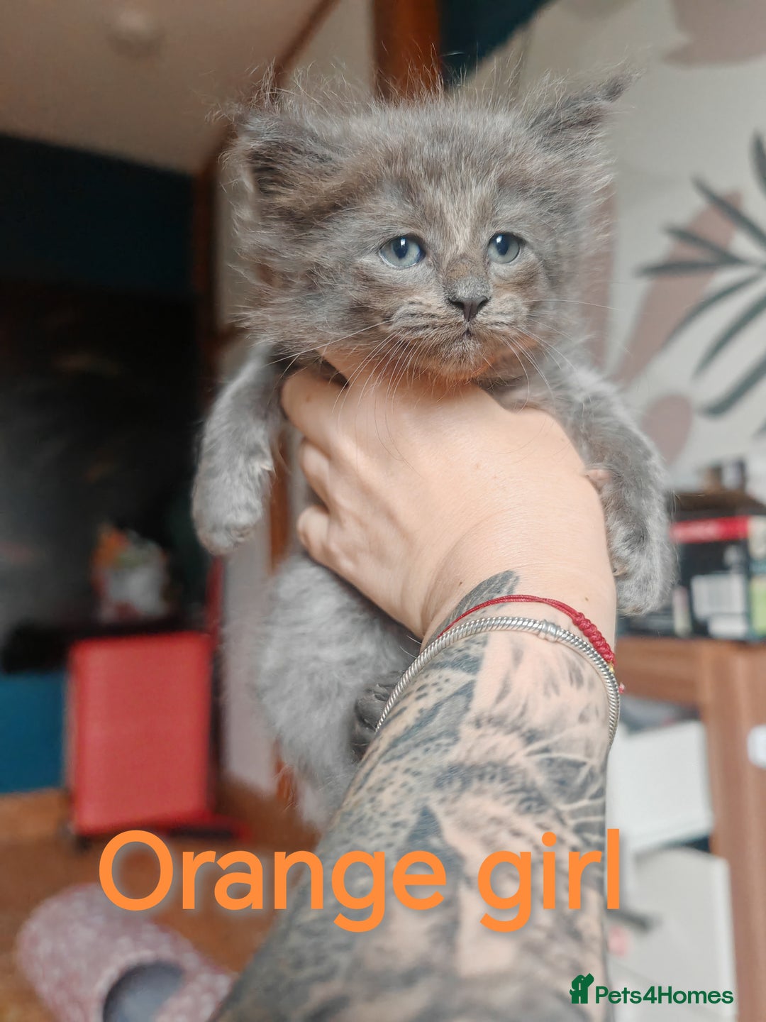 Ragcoon cats for sale: Amazing ragcoon kittens looking for lovely home  - Image 21