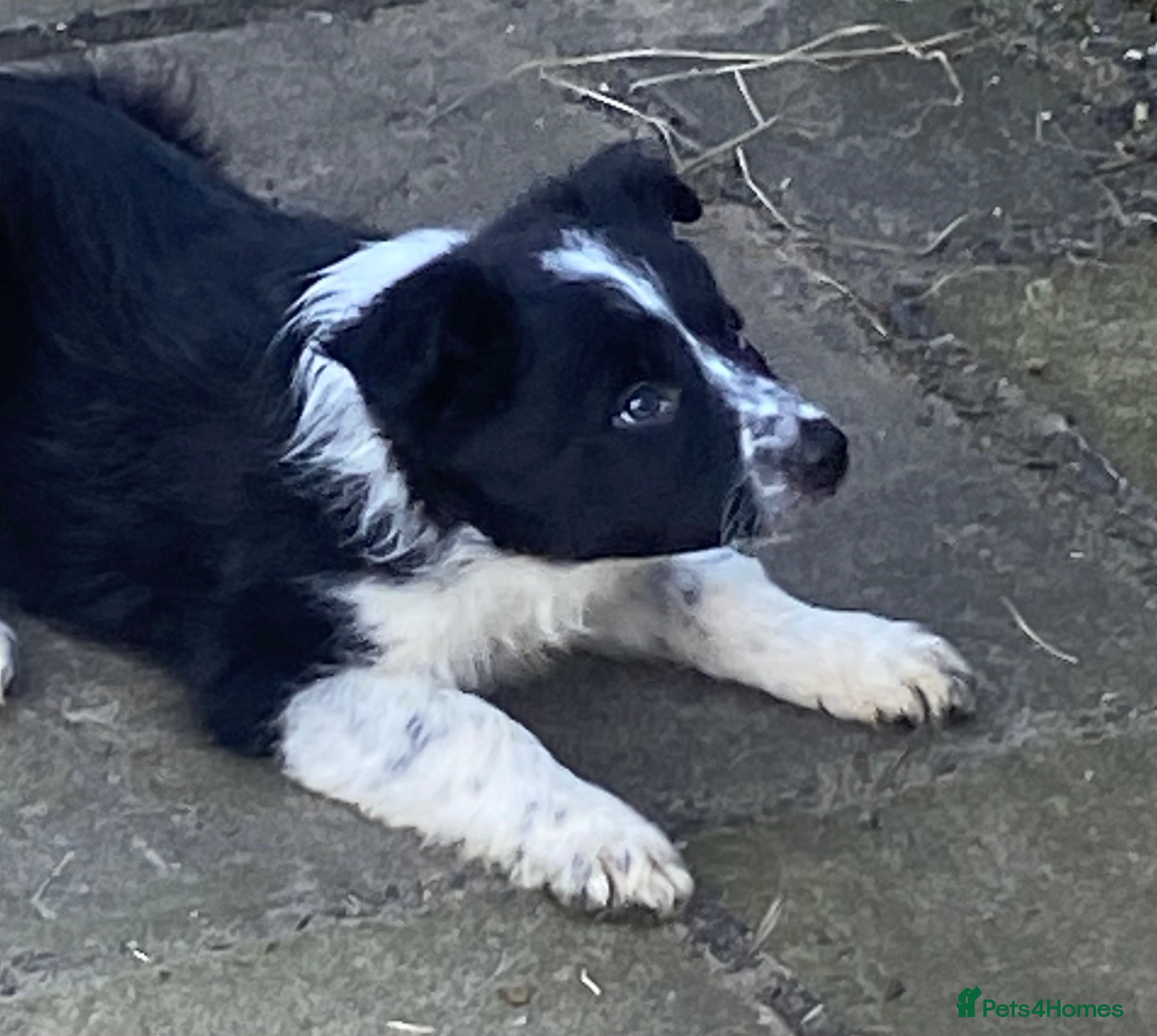 Border Collie dogs Stunning Border Collie Puppies - Advert 1