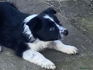 Border Collie dogs Stunning Border Collie Puppies - Advert 1