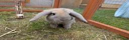 Dutch rabbits for sale: Bonded 10 week old dutch x french lop sisters - Advert 1