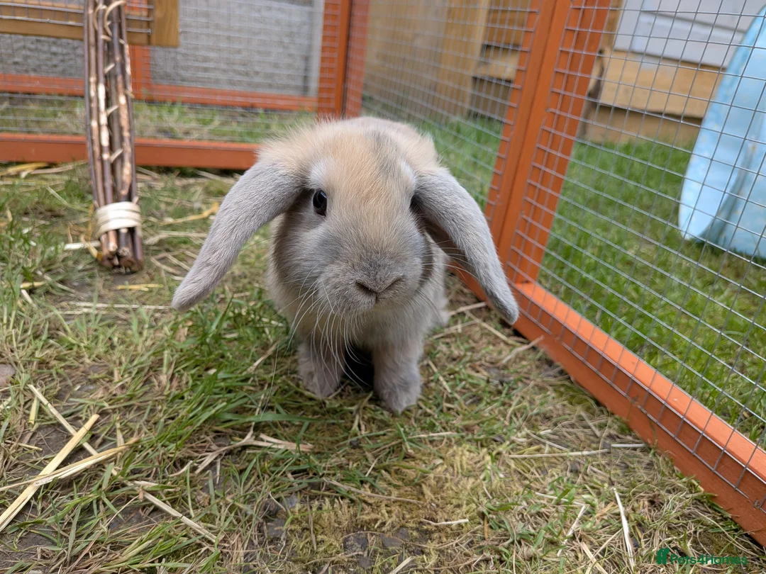 Dutch rabbits for sale: Bonded 10 week old dutch x french lop sisters - Advert 1