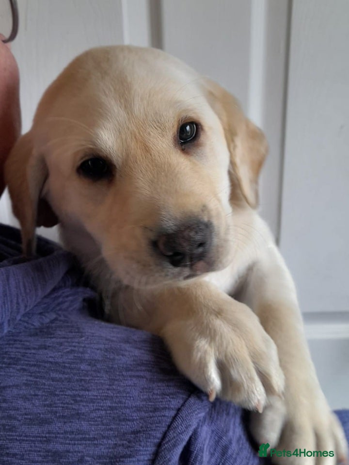 Labrador Retriever dogs READY TO LEAVE NOW kc labradors drakes head lines - Advert 1