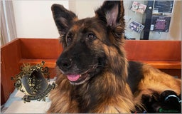 German Shepherd dogs for sale: LONGHAIRED GERMAN SHEPHERD PUPPIES - Image 6