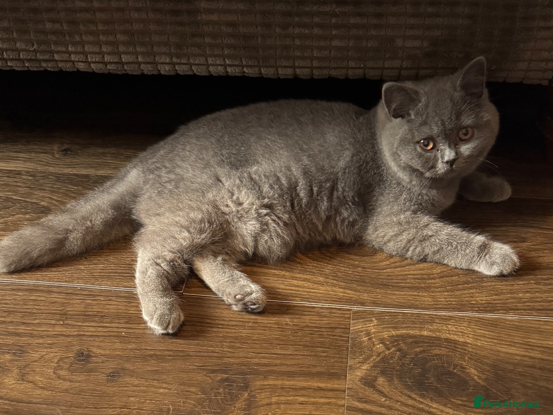 British Shorthair cats Stunning British Shorthair Kittens - Advert 2