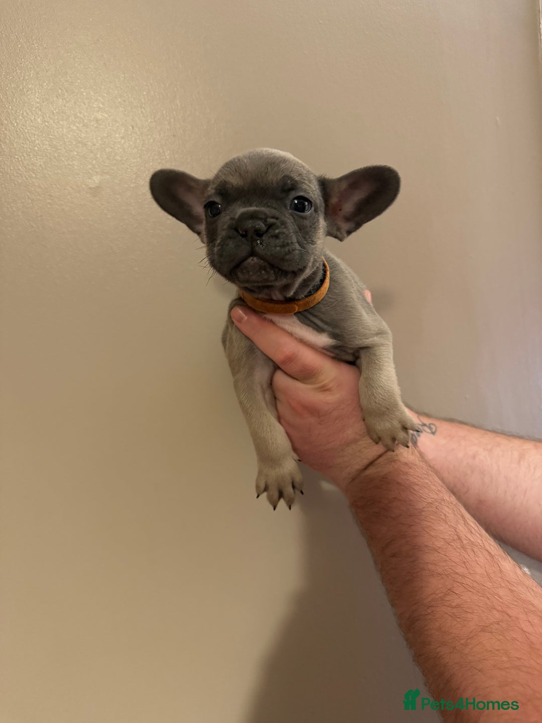 French Bulldog dogs for sale: Stunning French bulldogs  - Image 5