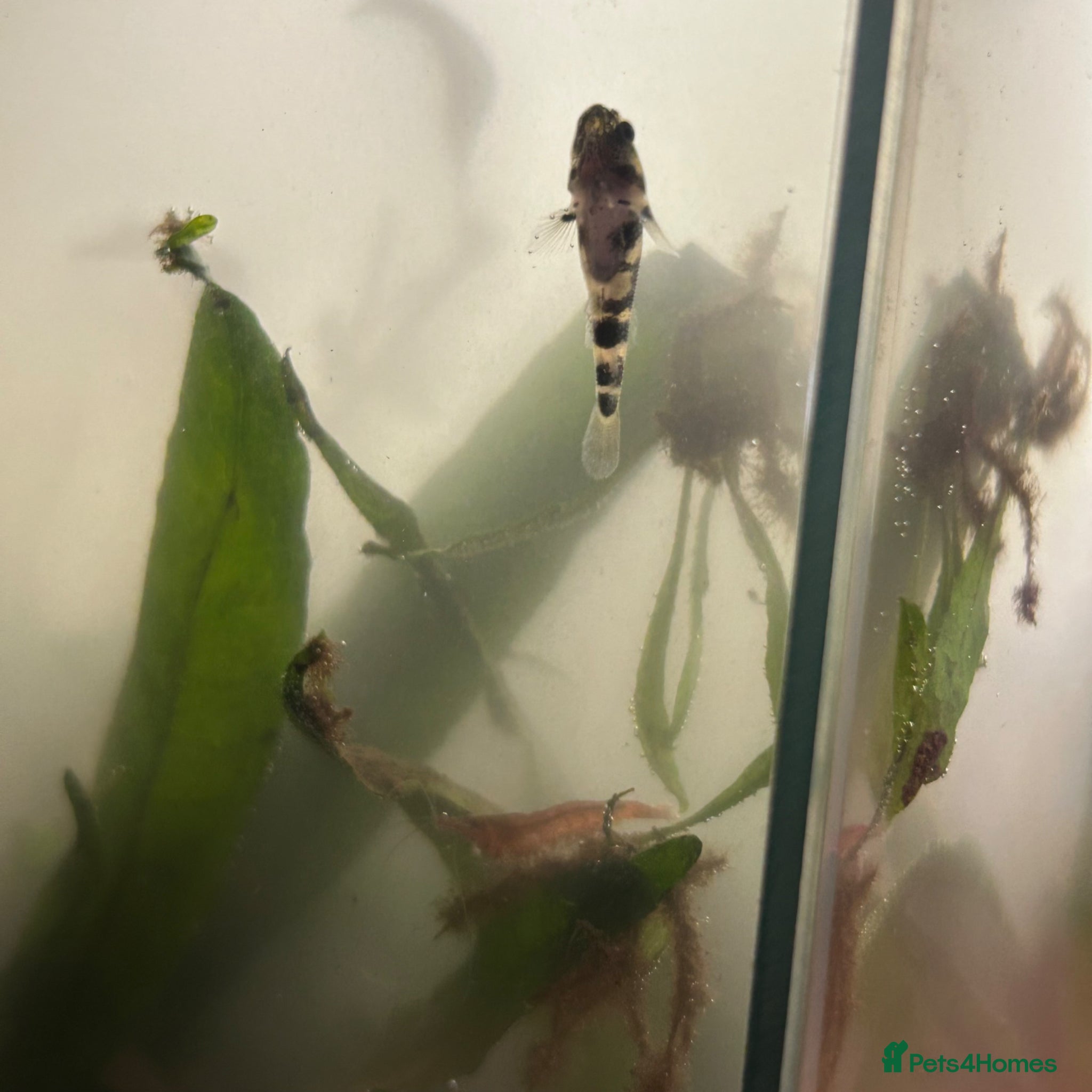 Other/Mixed Breed fish bumblebee goby  - Advert 1