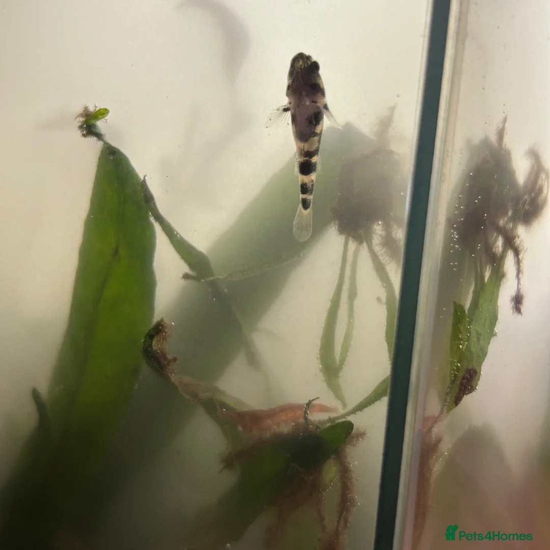 Other/Mixed Breed fish for sale: bumblebee goby  - Advert 1