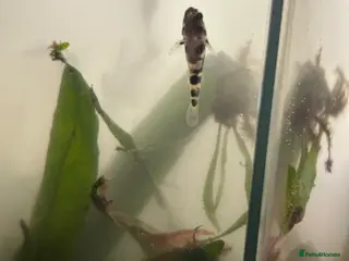 Other/Mixed Breed fish bumblebee goby - Advert 1