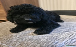 Cavapoo dogs for sale: Miniature cavapoo f1bb puppies - Image 24