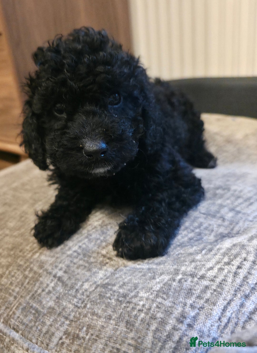 Cavapoo dogs for sale: Miniature cavapoo f1bb puppies - Image 24